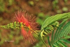 Calliandra calothyrsus